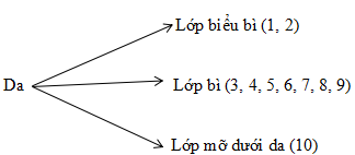 Giáº£i vá» bÃ i táº­p Sinh há»c 8 | Giáº£i VBT Sinh há»c 8