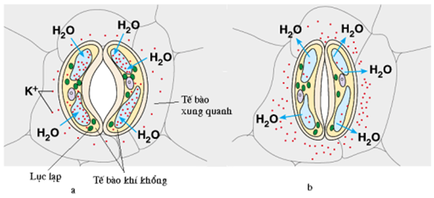 Hình 2. Thoát hơi nước qua khí khổng