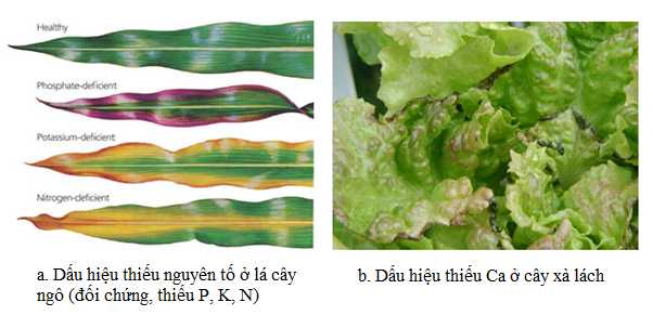 Hình 1. Dấu hiệu thiếu dinh dưỡng ở cây