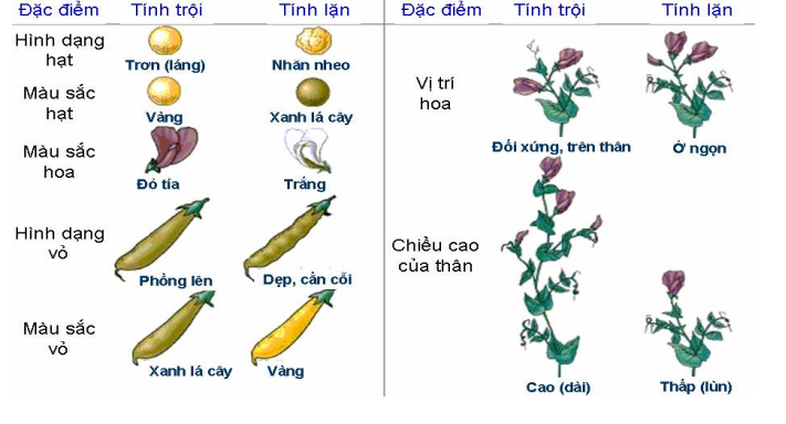 Các tính trạng Menden nghiên cứu