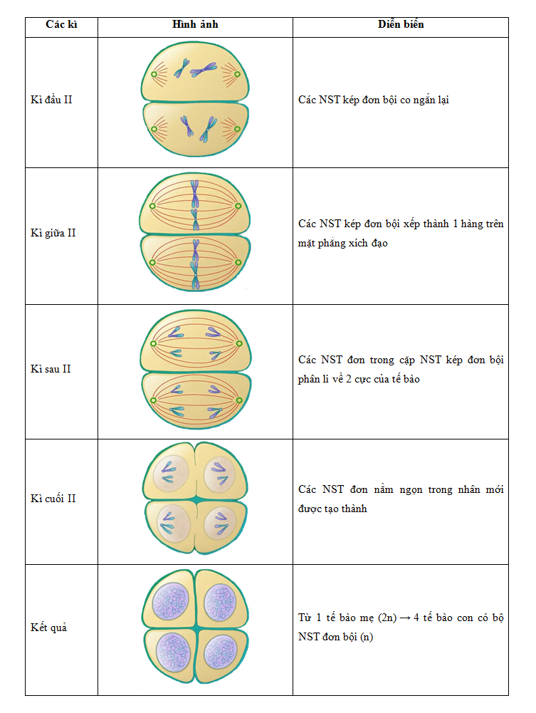 giảm phân 2