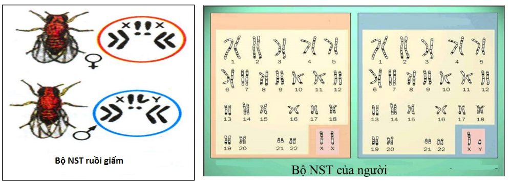 Nhiễm sắc thể (NST)