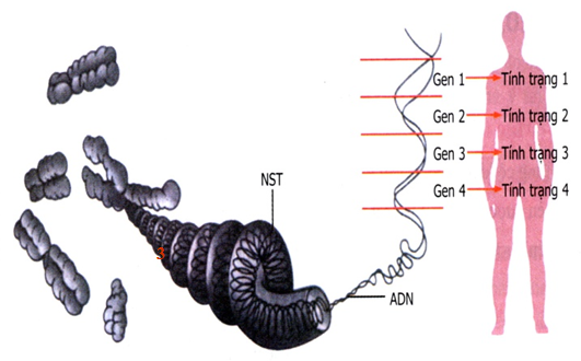 mối quan hệ giữa gen và tính trạng