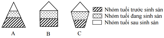 các dạng tháp tuổi