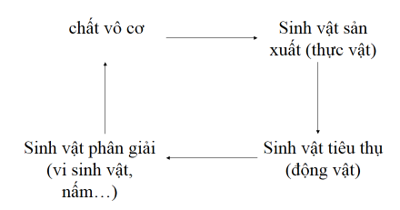 tuần hoàn vật chất trong hệ sinh thái