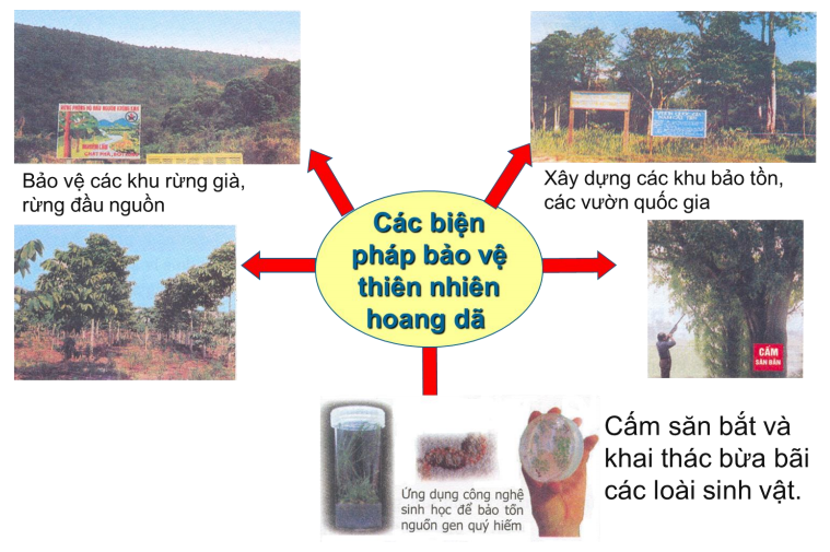 các biện pháp bảo vệ thiên nhiên hoang dã