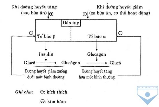 Giải sinh học 8 bài 57: Tuyến tụy và tuyến trên thận