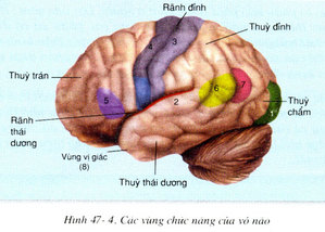 Giải sinh học 8 bài 47: Đại não