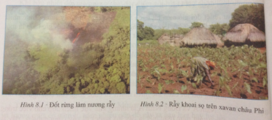 Giải địa lí 7 bài 8: Các hình thức canh tác trong nông nghiệp ở đới nóng